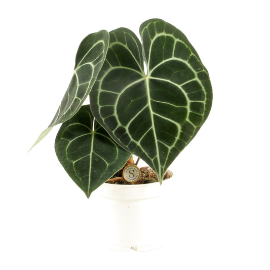 Anthurium Clarinervium – Pflegeleichte Tropische Zimmerpflanze Ø12cm