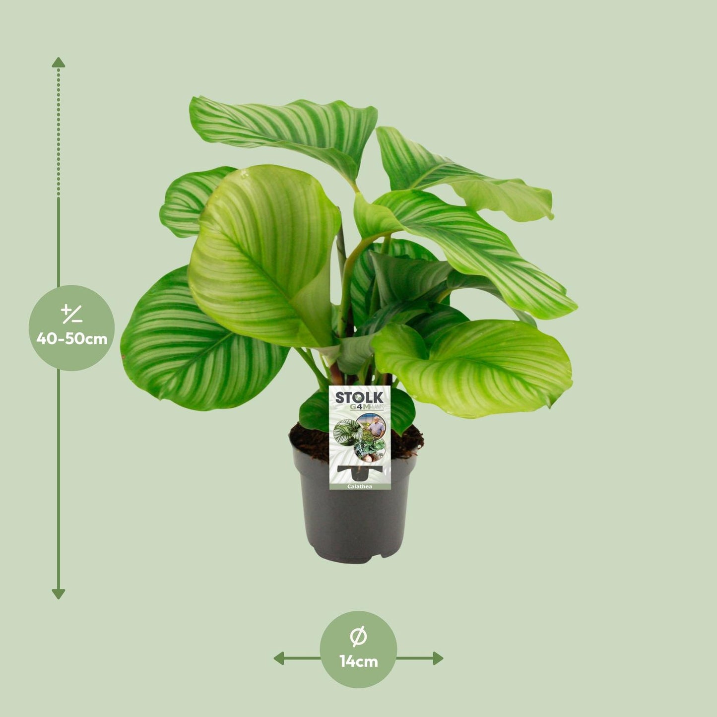 Calathea Orbifolia – Tropische pflegeleichte Zimmerpflanze Ø14cm