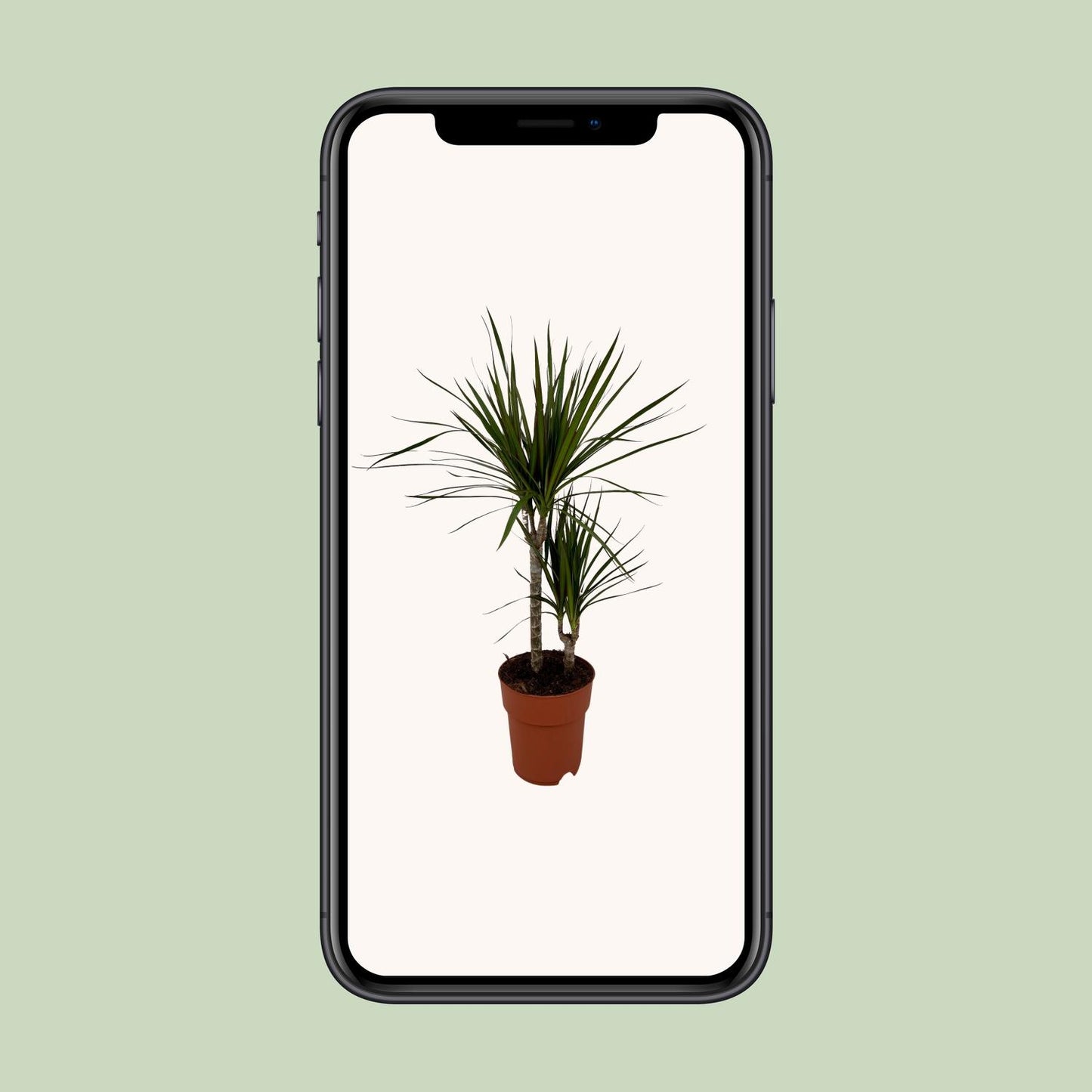 Dracaena Marginata Bicolor Ø19cm – Pflegeleichter Drachenbaum