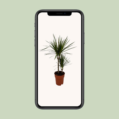 Dracaena Marginata Bicolor Ø19cm – Pflegeleichter Drachenbaum