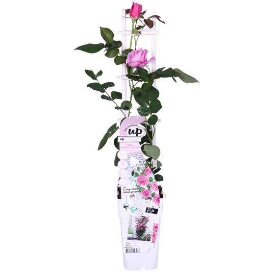 Kletterrose Crazy in Love 'Pink' – Leuchtend rosa Blüten
