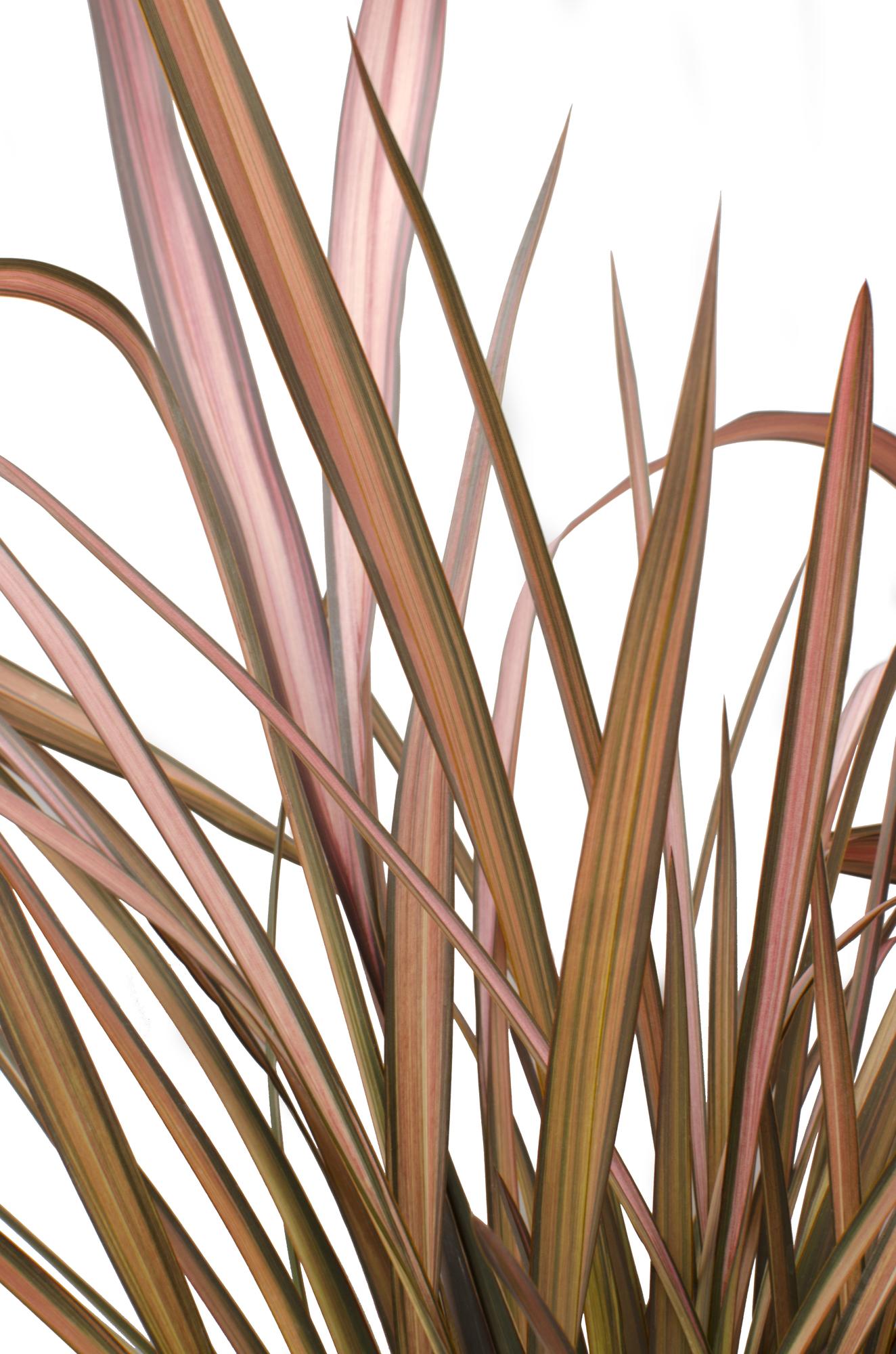 Phormium 'Pink Flamingo' – Bunter, immergrüner Strauch Ø14cm