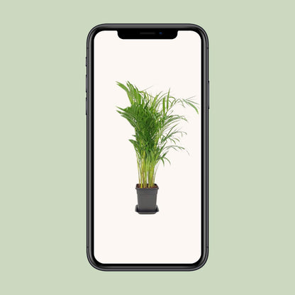 Dypsis Lutescens – Pflegeleichte Zimmerpflanze Ø21cm, 100cm hoch