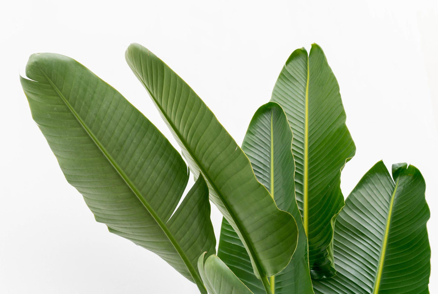 Strelitzia Augusta XXL – Weißer Paradiesvogel 225 cm