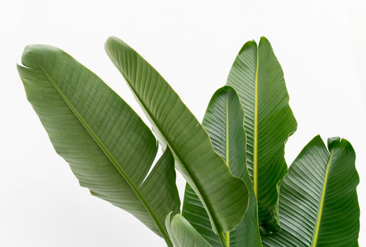 Strelitzia Augusta XXL – Weißer Paradiesvogel 225 cm
