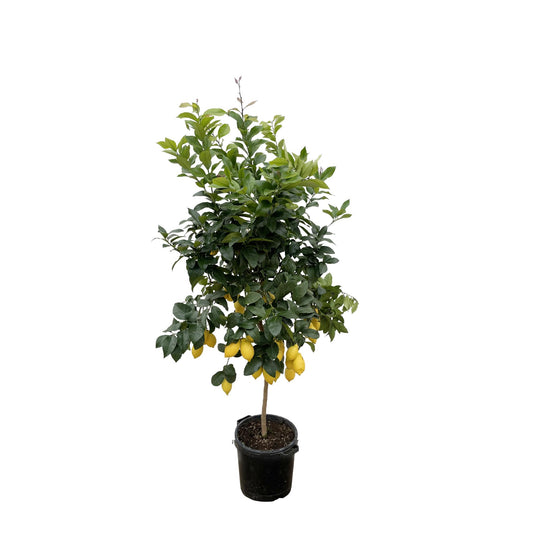 Citrus Lemon Calamondin – 200 cm, ø40 cm, pflegeleicht