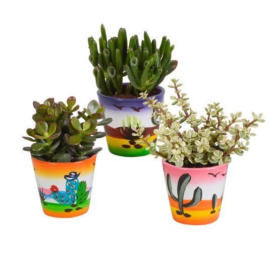 Crassula-Mix 3er Set in handbemalter Vase