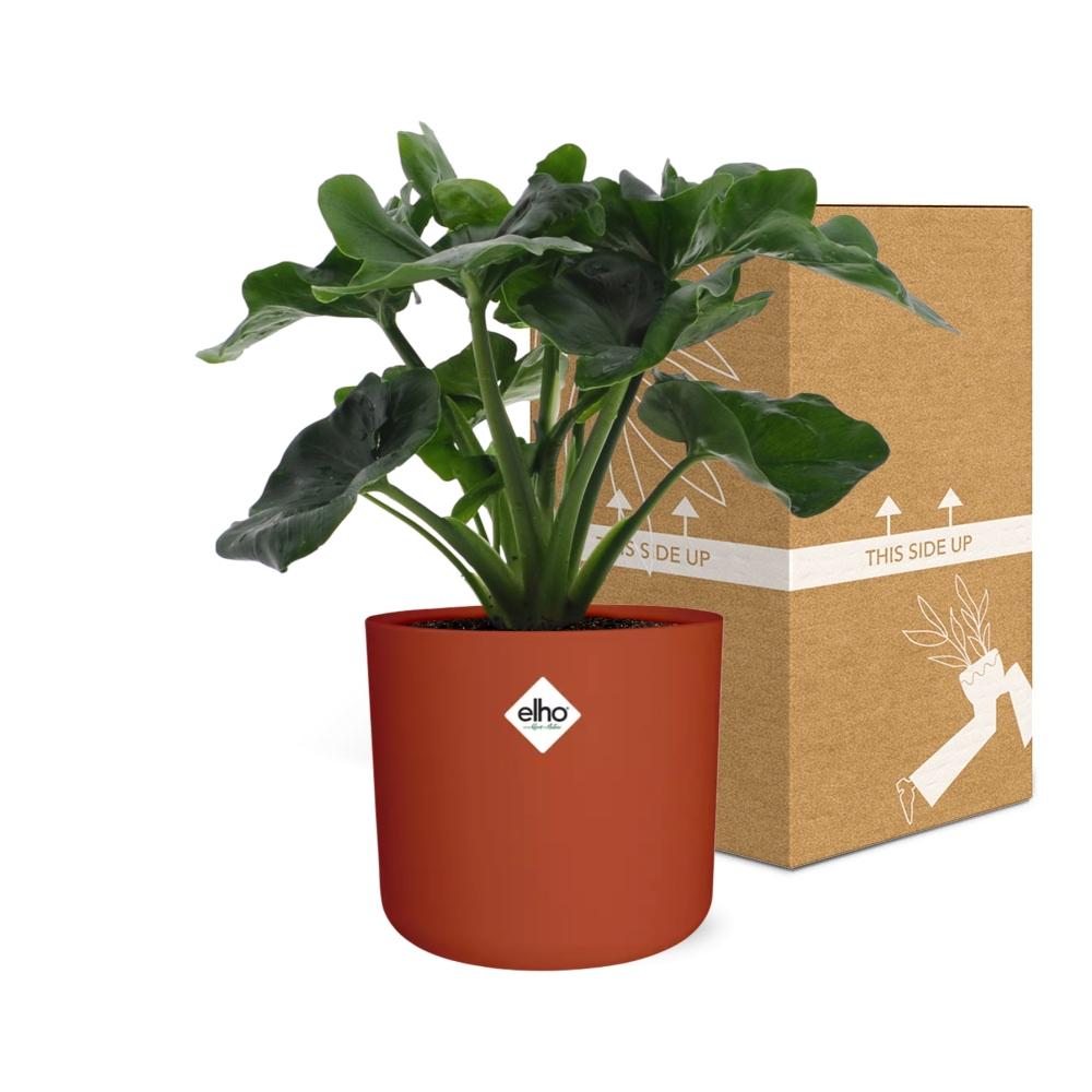 Philodendron Atom – Pflegeleichte tropische Zimmerpflanze 14cm