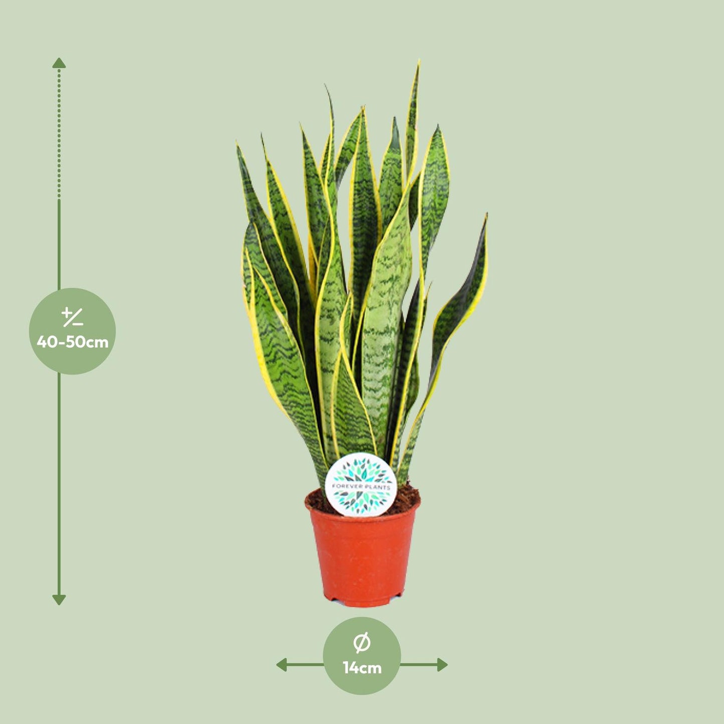 Sansevieria Trifasciata Laurentii – Pflegeleichte Luftreiniger-Pflanze Ø14cm