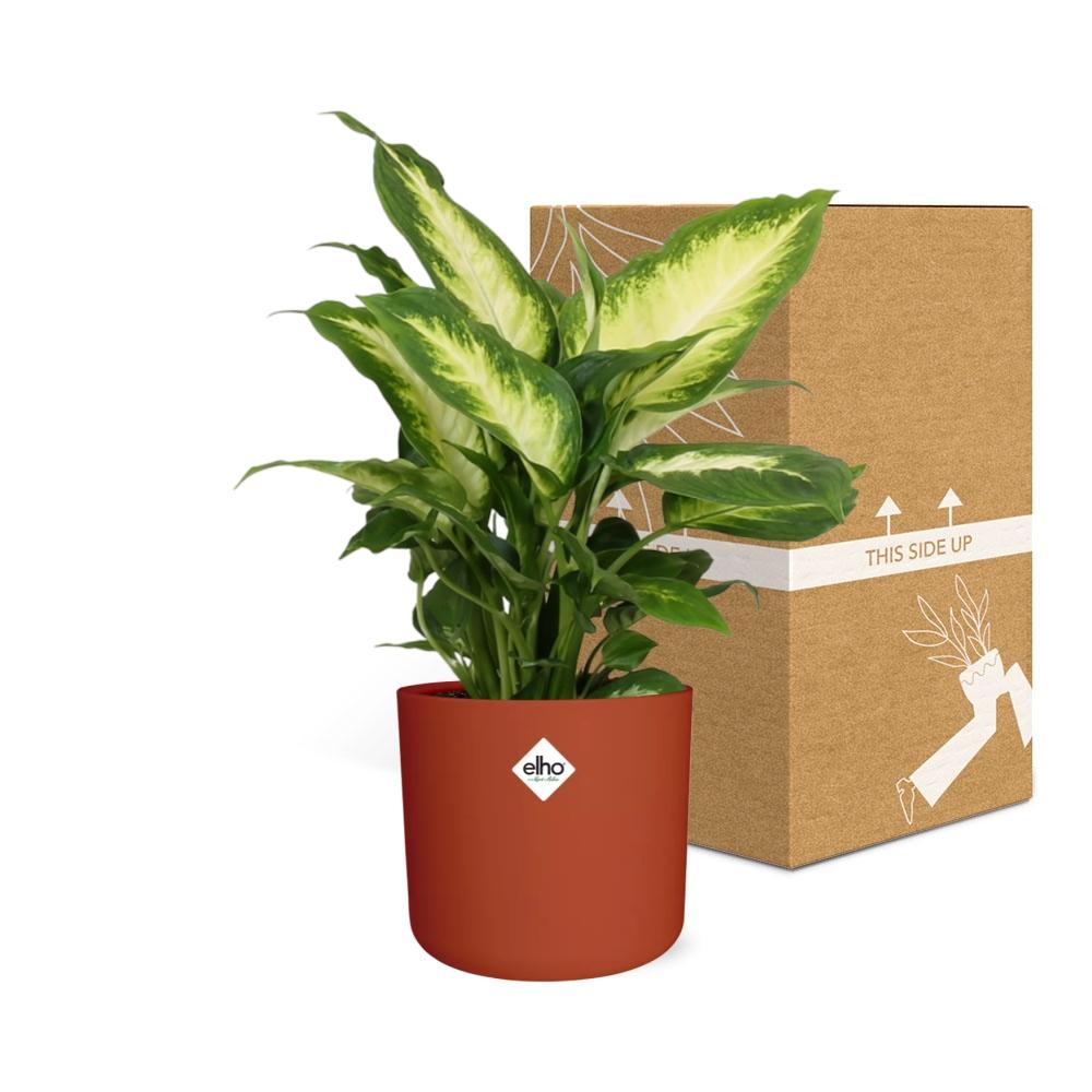 Dieffenbachia ‘Camilla’ in ELHO b.for soft rond 14cm brique