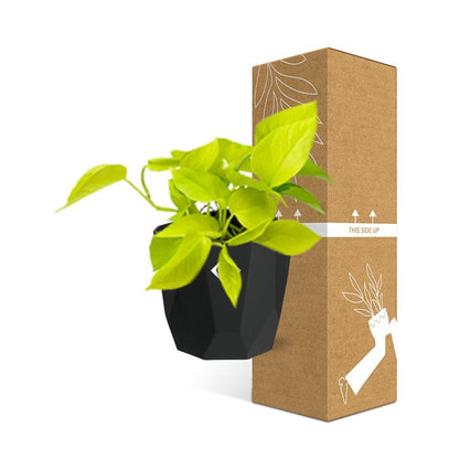Epipremnum Pinnatum ‘Golden Pothos’ – pflegeleichte Zimmerpflanze