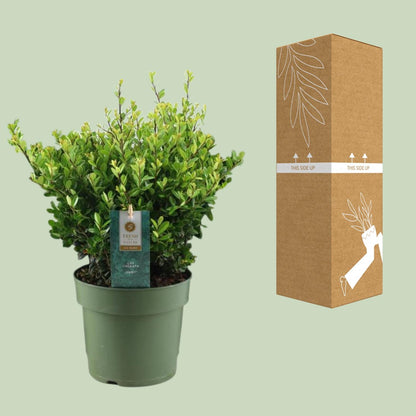 Ilex Crenata 'Jenny'® – Pflegeleichte Stechpalme Ø17cm