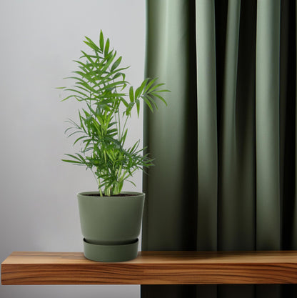 Zwerg-Bergpalme Chamaedorea Ø12cm, ca. 50cm hoch