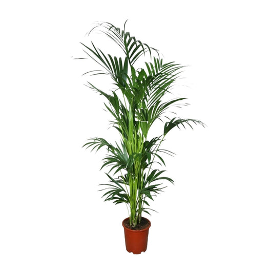 Kentia Palme – 200 cm hohe pflegeleichte Zimmerpflanze