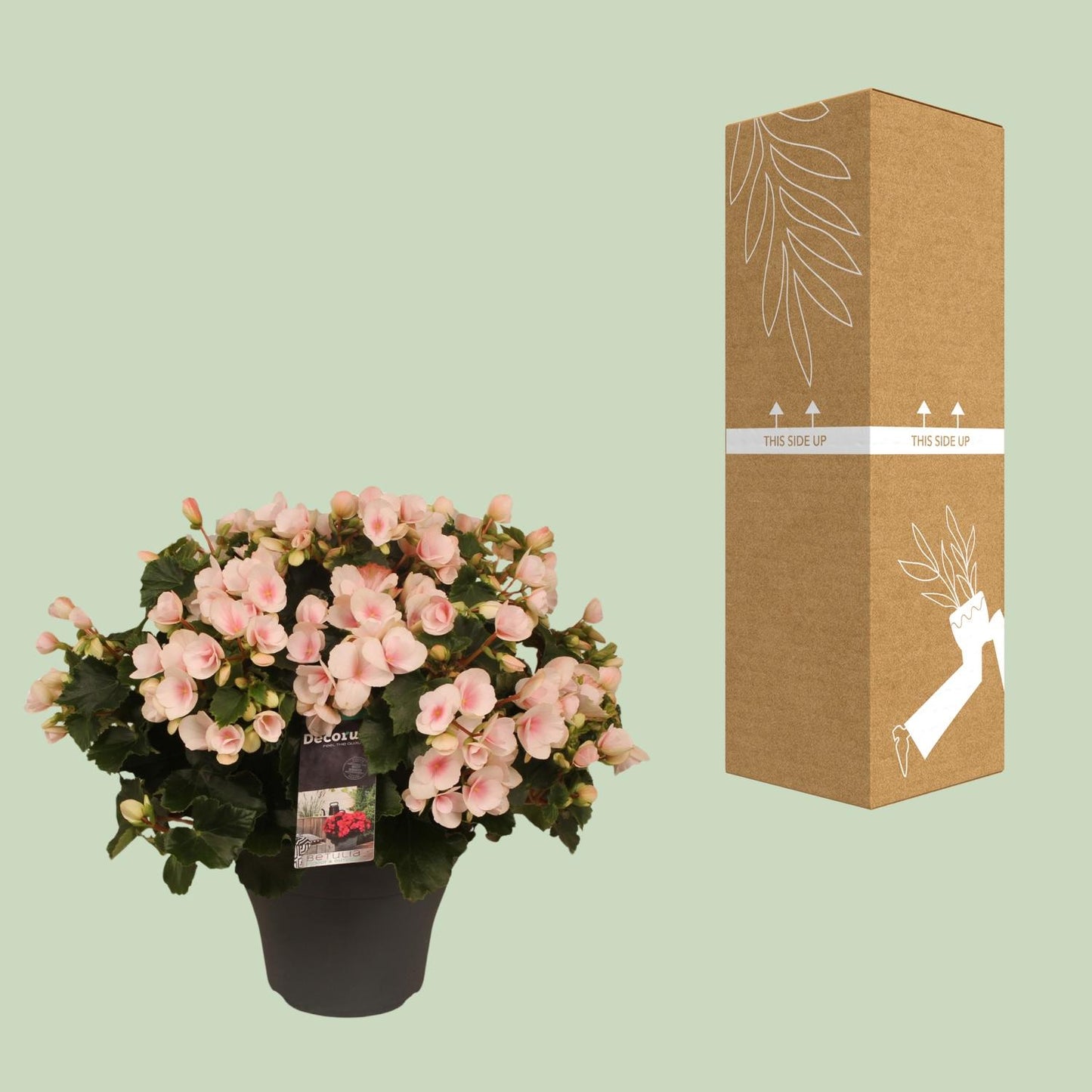 Begonie Betulia 'Light Rose' – Pflegeleichte Zimmerpflanze mit zarten Blüten