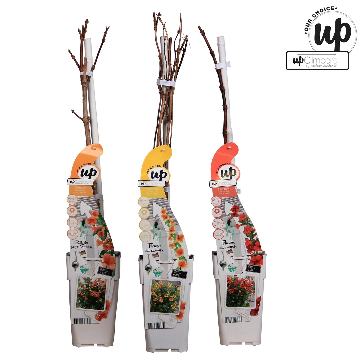 3er-Set Campsis Summer – Bunte Trompetenblumen für Garten & Balkon