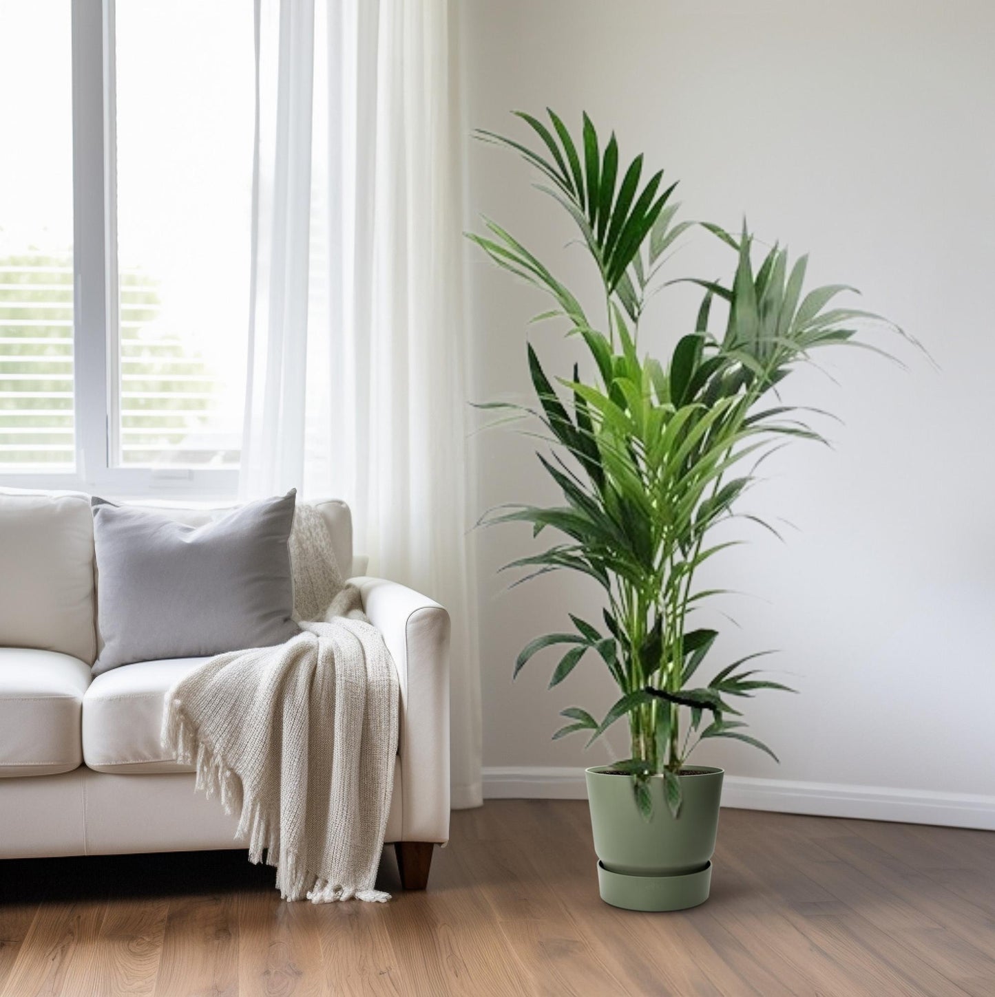 Kentia Palme – Elegante, pflegeleichte Zimmerpflanze Ø24cm