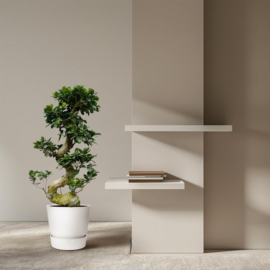 Ficus Microcarpa Ginseng – 80 cm, pflegeleichte Zimmerpflanze