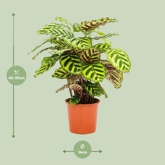 Calathea Makoyana – Exotische, pflegeleichte Zimmerpflanze Ø14cm