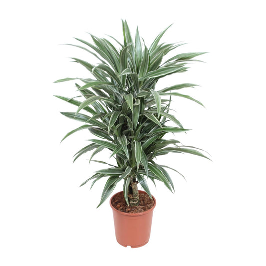 Dracaena Warneckei – Pflegeleichter Drachenbaum Ø24cm, 100cm hoch