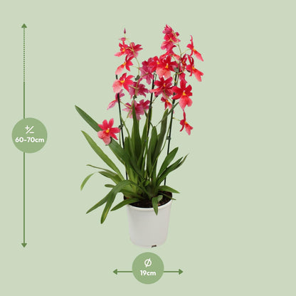 Orchidee Cambria Nelly Isler – Ø19cm, 70cm hoch