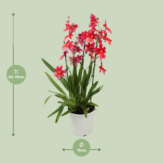 Orchidee Cambria Nelly Isler – Ø19cm, 70cm hoch