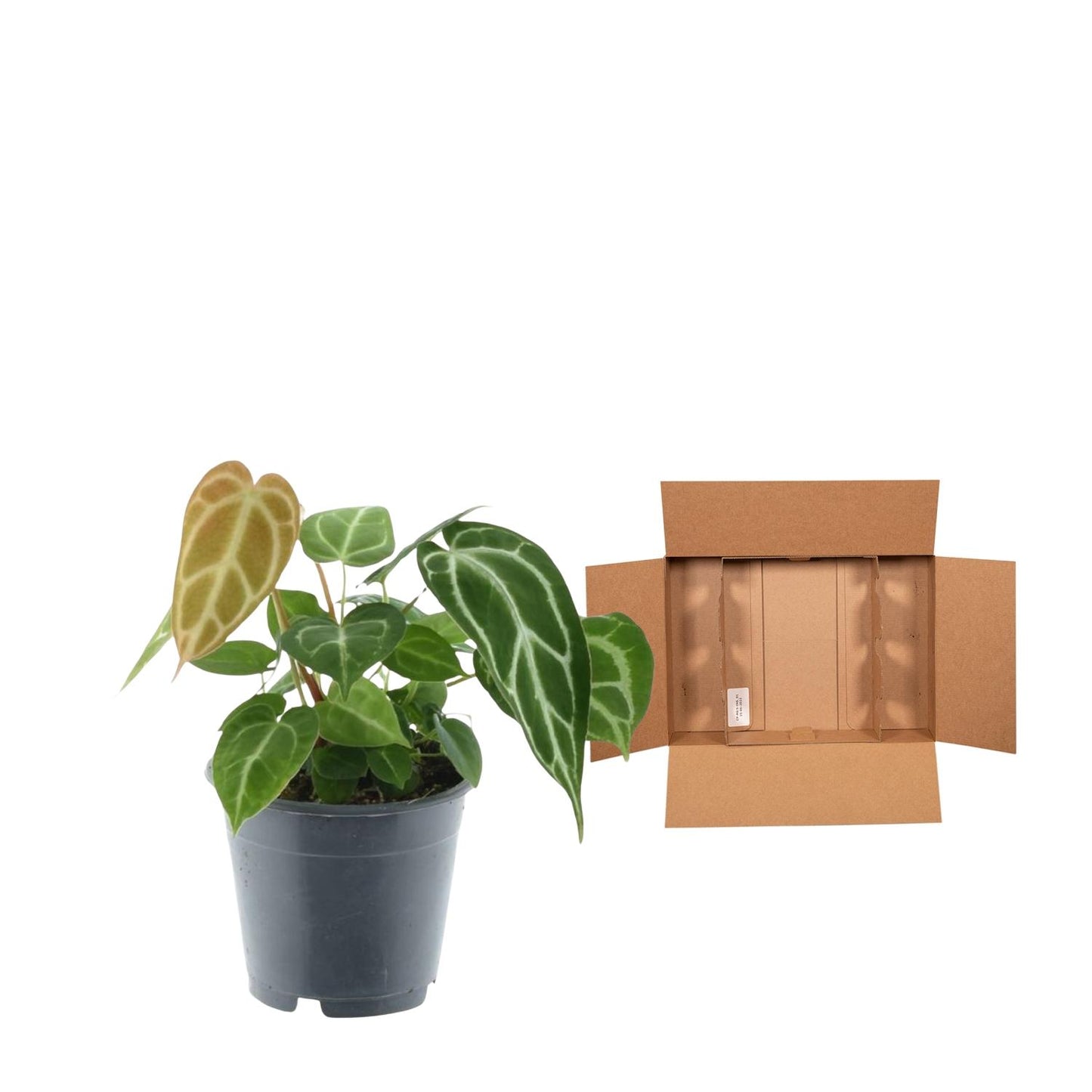 Anthurium Chrystallium – Elegante, pflegeleichte Zimmerpflanze 35 cm