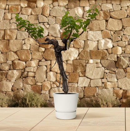 Weinrebe (Vitis Vinifera) verzweigter Stamm 220 cm