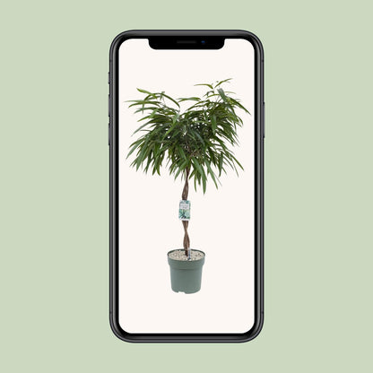 Ficus Mahori – Elegante, pflegeleichte Zimmerpflanze 120 cm