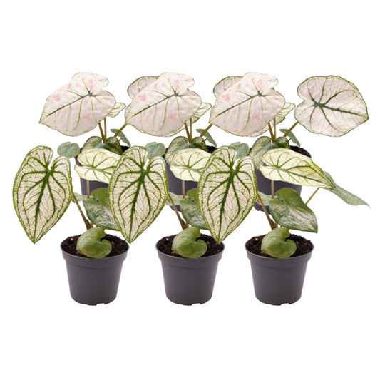 6x Caladium Mix – Farbenfrohe, pflegeleichte Zimmerpflanzen