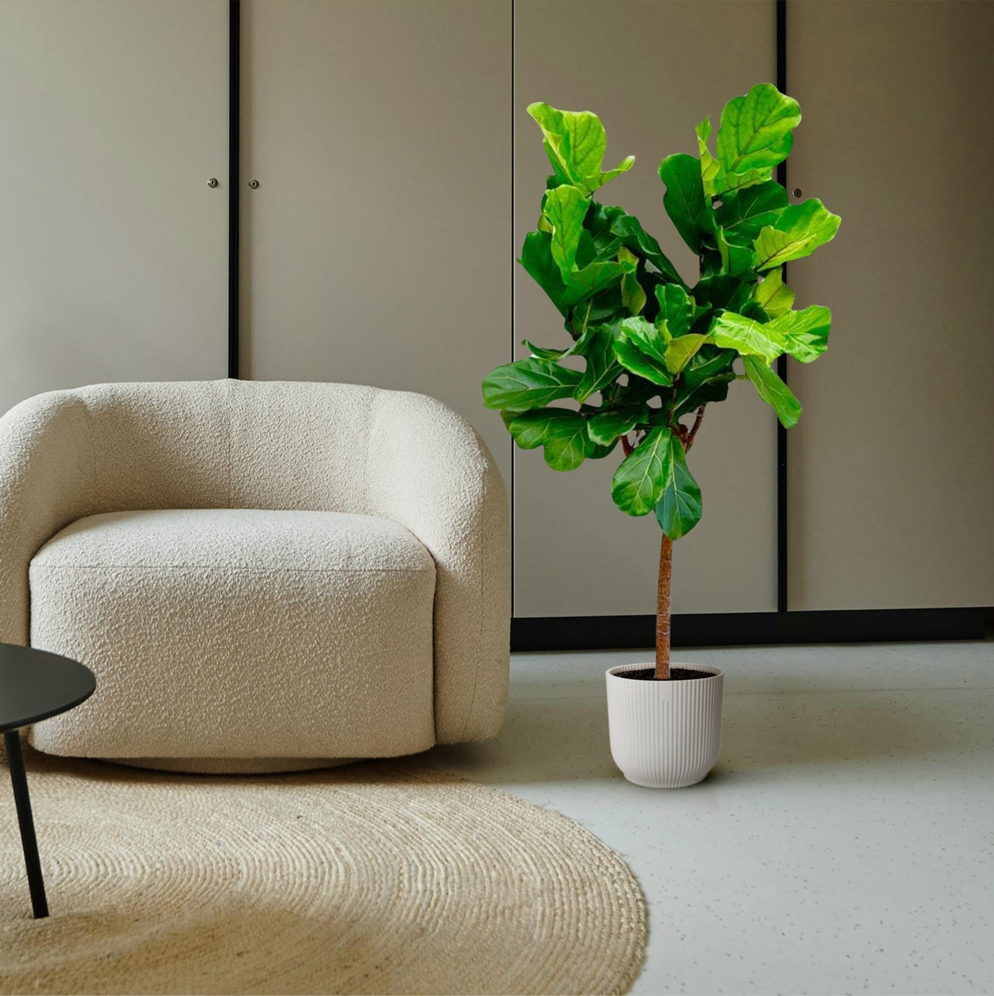 Ficus Lyrata Boom – Große, pflegeleichte Geigen-Feige