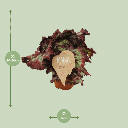 Begonia Rex Balboa – Farbenfrohe, pflegeleichte Zimmerpflanze Ø12 cm