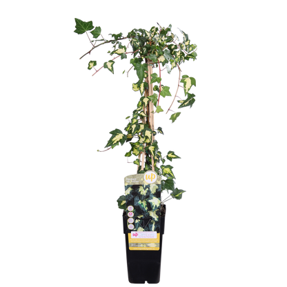 Efeu 'Dentata Variegata' – pflegeleichte Kletterpflanze Ø15cm