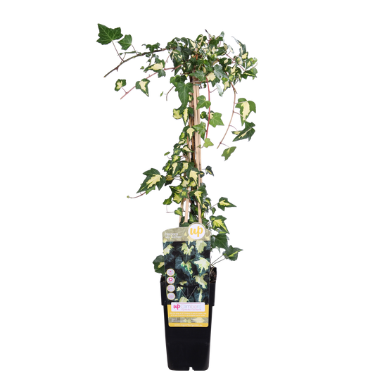 Efeu 'Dentata Variegata' – pflegeleichte Kletterpflanze Ø15cm