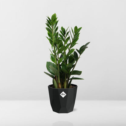 Zamioculcas (ZZ-Pflanze) – 45-50 cm in 14 cm Topf, b.for rock living black