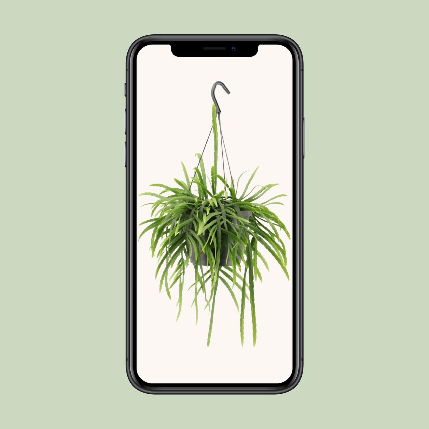 Lepismium Bolivianum – Pflegeleichter epiphytischer Kaktus Ø17cm