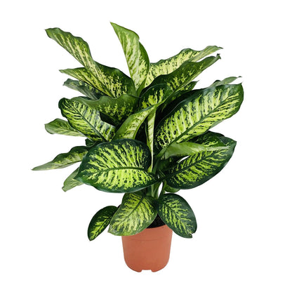 Dieffenbachia Camilla – Pflegeleichte und luftreinigende Zimmerpflanze Ø21cm