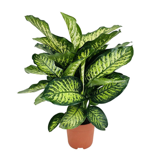 Dieffenbachia Camilla – Pflegeleichte und luftreinigende Zimmerpflanze Ø21cm