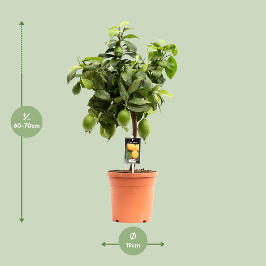 Zitronenbaum Ø19cm – Mediterranes Flair & Pflegeleicht