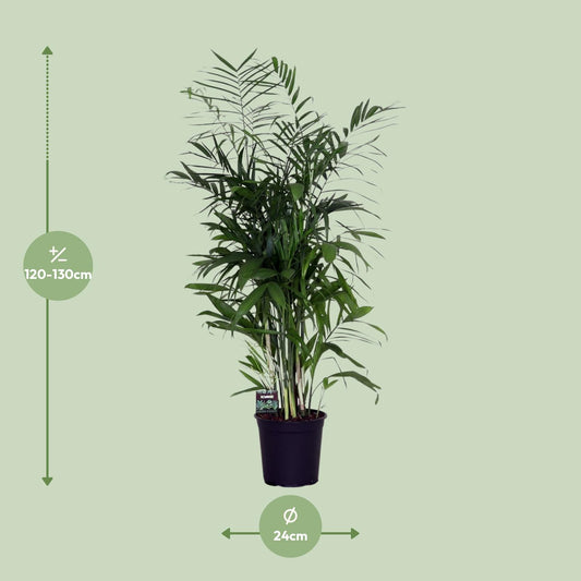 Chamaedorea Seifrizii – Zwerg-Bergpalme Ø24cm, ca. 140cm hoch