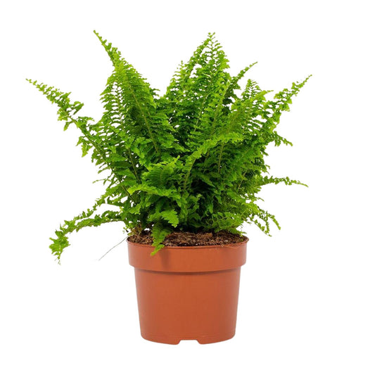 Bostonfarn Nephrolepis exaltata Ø12cm – pflegeleicht & luftreinigend