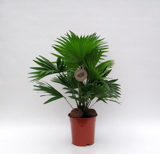 Livistona Palme Ø17cm, 65cm – Eleganter Fächer