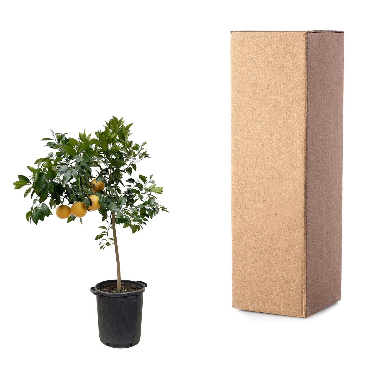 Citrus Pompelmo – Pflegeleichter Zitrusbaum 150 cm