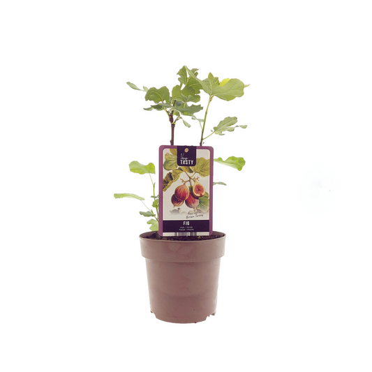 Feigenbaum 'Brown Turkey' – Pflegeleichter Mediterraner Genuss Ø15cm