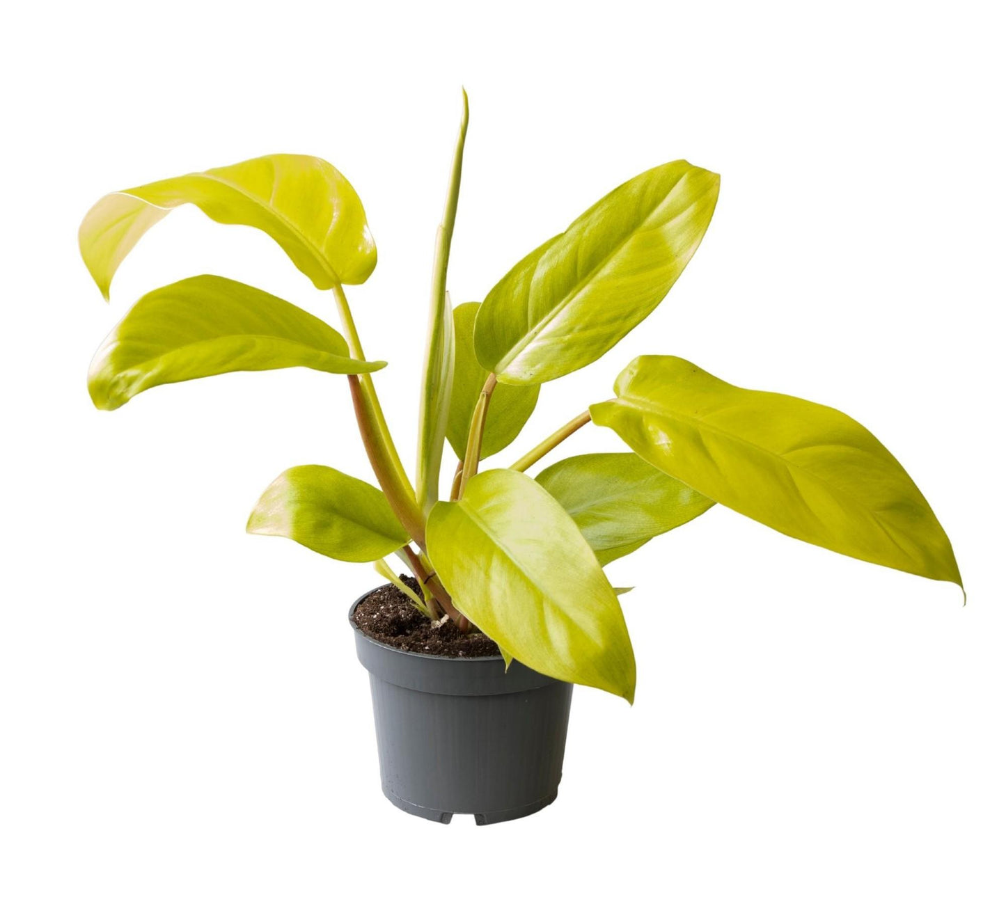 Philodendron Lemon Lime – Pflegeleichte Trendpflanze Ø12cm