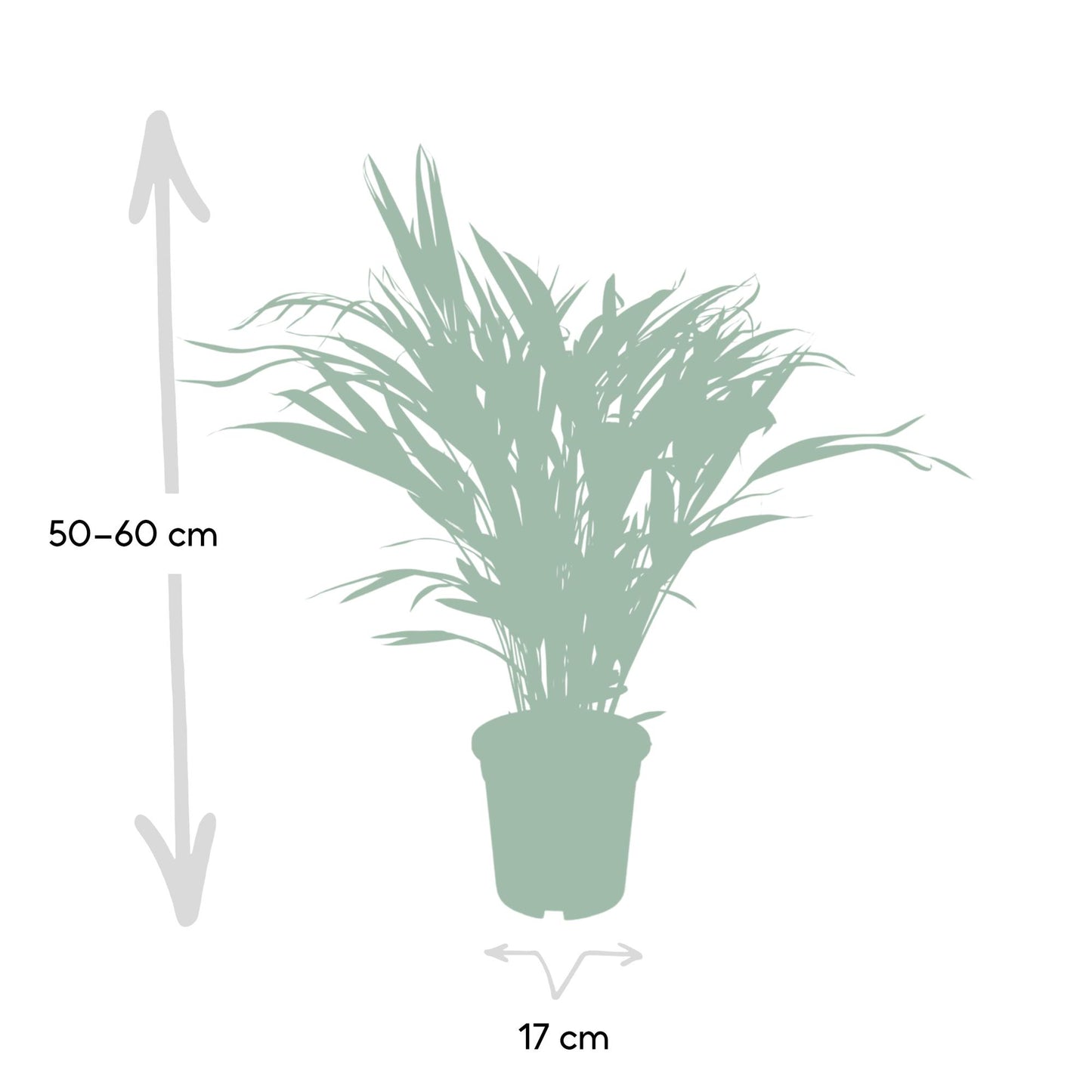 Dypsis Lutescens (Areca-Palme) Ø17cm, ca. 60cm hoch
