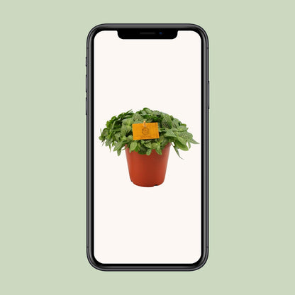 Fittonia Verschaffeltii Mosaikpflanze Ø15 cm – Pflegeleicht & Farbenfroh