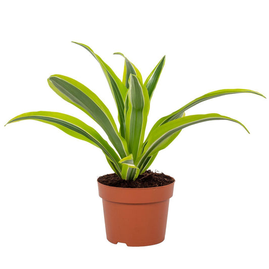 Drachenbaum Lemon Lime – Pflegeleichte Zimmerpflanze 27 cm