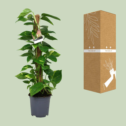 Efeutute (Scindapsus) – Pflegeleichte Zimmerpflanze 80 cm