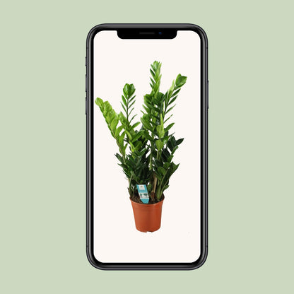 Zamioculcas – Pflegeleichte luftreinigende Zimmerpflanze Ø21cm